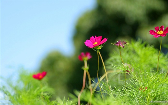 Fleurs-grass automne dans le cosmos Wallpaper 13 Vues:11607