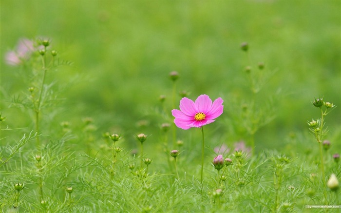 Fleurs-grass automne dans le cosmos Wallpaper 16 Vues:8696