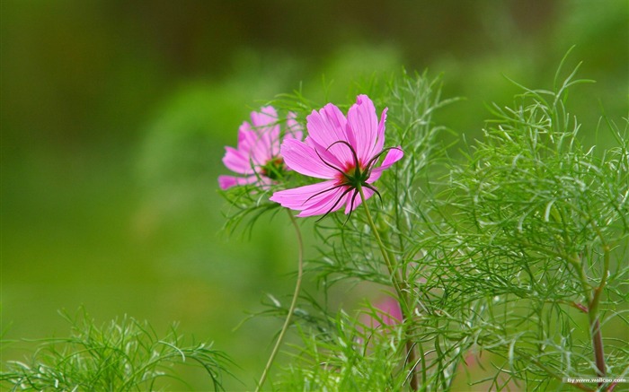 Fleurs-grass automne dans le cosmos Wallpaper 17 Vues:8446