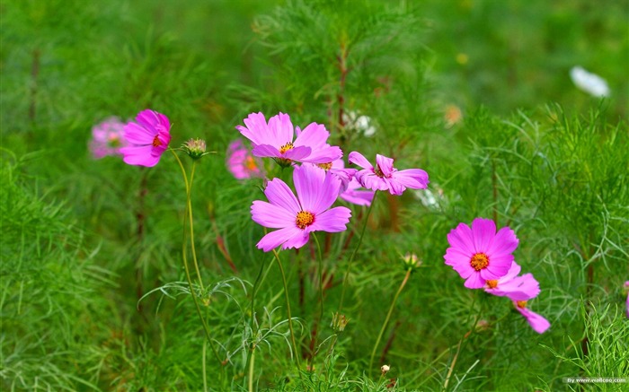 Fleurs-grass automne dans le cosmos Wallpaper 18 Vues:8914