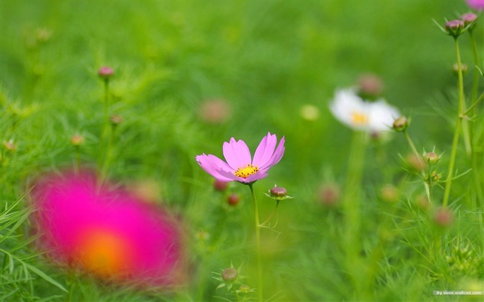 Fleurs-grass automne dans le cosmos Wallpaper 19 Vues:8657