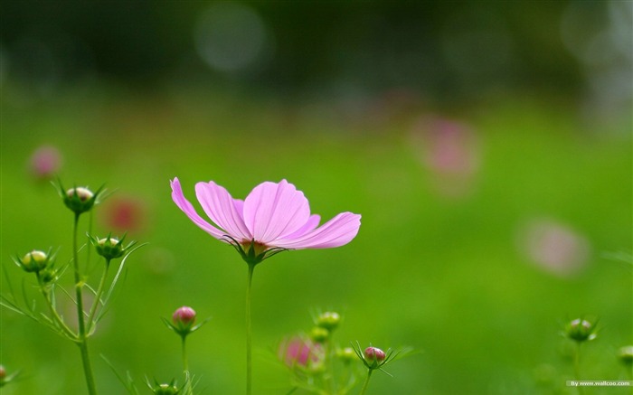 Fleurs-grass automne dans le cosmos Wallpaper 21 Vues:14941