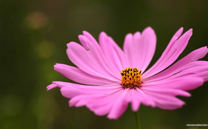 Autumn flowers-grass in the cosmos Wallpaper Views:44011