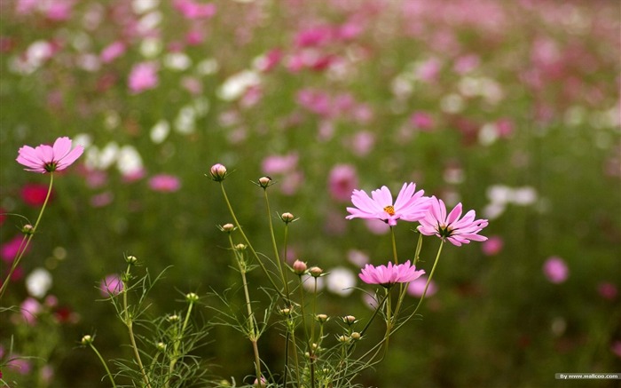 Fleurs-grass automne dans le cosmos Wallpaper 25 Vues:8549