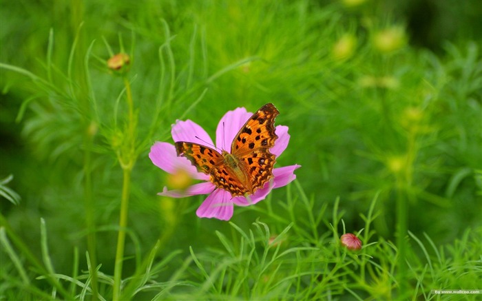 Fleurs-grass automne dans le cosmos Wallpaper 26 Vues:7824