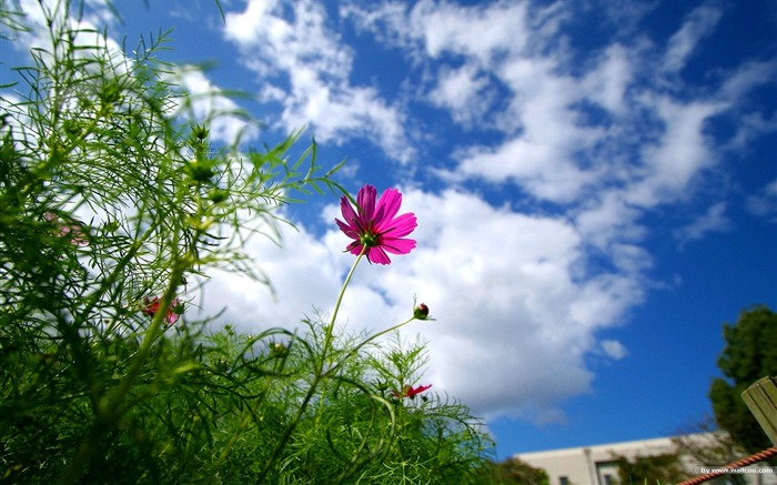 Fleurs-grass automne dans le cosmos Wallpaper 28 Vues:7880