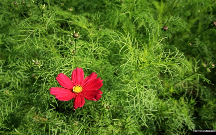 Fleurs-grass automne dans le cosmos Wallpaper 30 Vues:7253