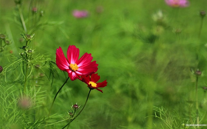 Fleurs-grass automne dans le cosmos Wallpaper 31 Vues:7546