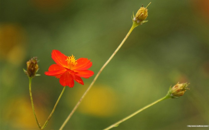 Fleurs-grass automne dans le cosmos Wallpaper 32 Vues:7832