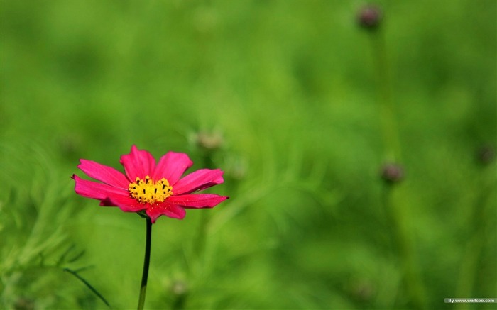 Fleurs-grass automne dans le cosmos Wallpaper 33 Vues:7917