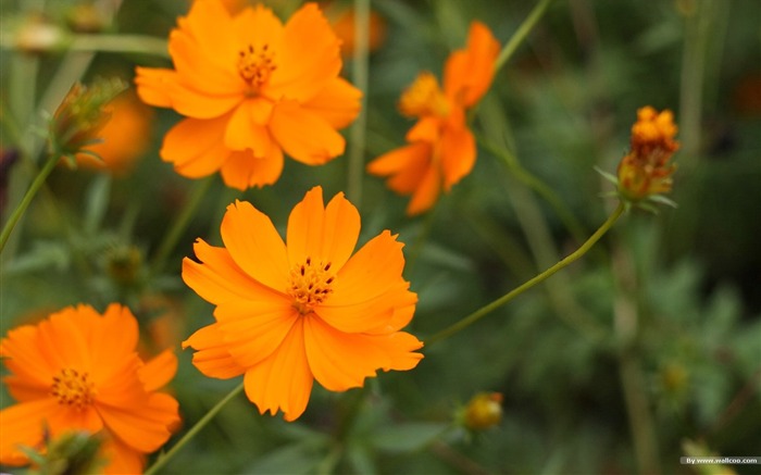 Fleurs-grass automne dans le cosmos Wallpaper 40 Vues:8927