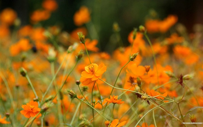 Fleurs-grass automne dans le cosmos Wallpaper 41 Vues:11305