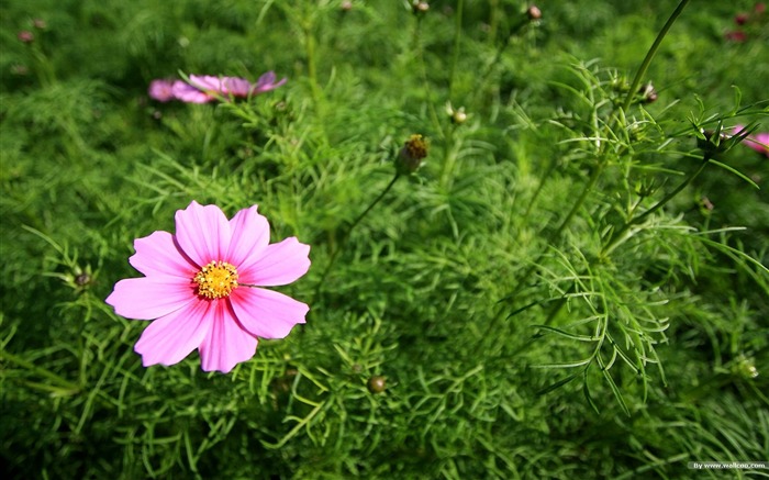 Fleurs-grass automne dans le cosmos Wallpaper 42 Vues:7400