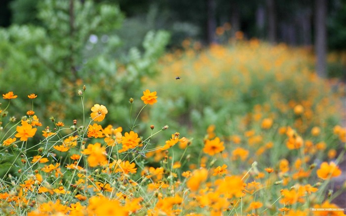 Fleurs-grass automne dans le cosmos Wallpaper 43 Vues:10211