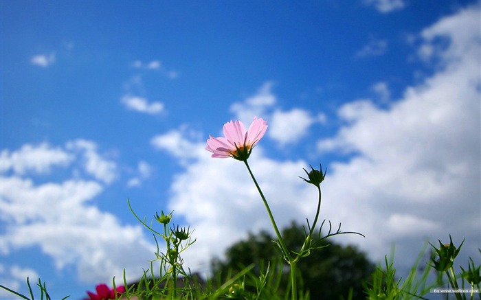 Fleurs-grass automne dans le cosmos Wallpaper Vues:16293