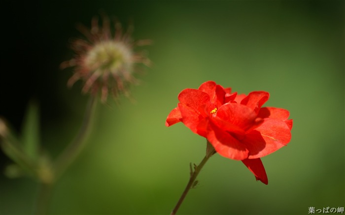 美丽鲜花-数码相机花卉摄影壁纸 浏览:11442