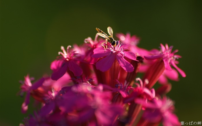 Les abeilles sur les fleurs- Appareils photo Fleurs Photographie Wallpaper Vues:8490