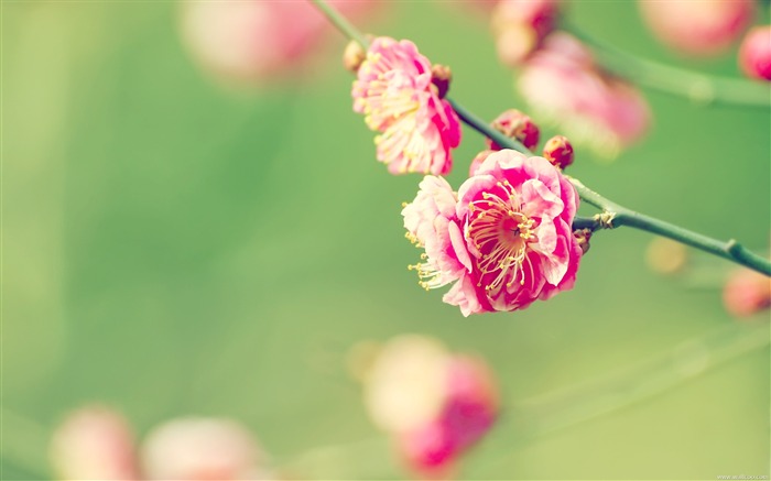 이른 봄 오픈 매화 벽지 찾아보기 :18186