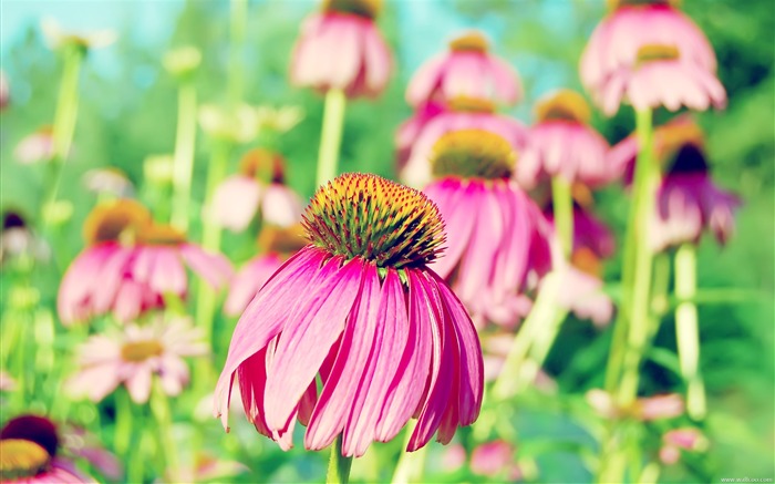 에 치나 세아 벽지 찾아보기 :14078