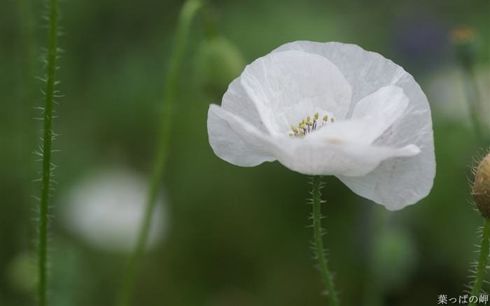 Fleurs blanches comme la neige- Appareils photo Fleurs Photographie Wallpaper Vues:9314