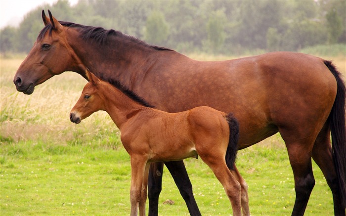 Horse Photography-wallpaper Album-second series 03 Views:11208 Date:2011/8/24 6:23:06