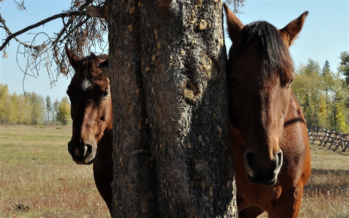 Horse Photography-wallpaper Album-second series 04 Views:10000 Date:2011/8/24 6:23:36