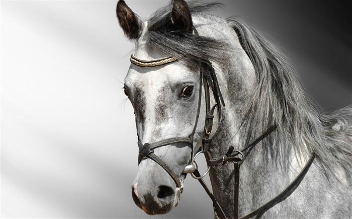 Horse Photography-wallpaper Album-second series 05 Views:29233 Date:2011/8/24 6:24:04