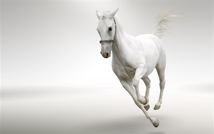 Horse Photography-wallpaper Album-second series Views:29130 Date:2011/8/24 6:21:33