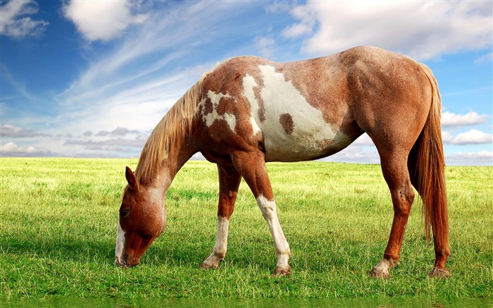 Horse Photography - Wallpaper Album 01 Views:15726 Date:2011/8/17 6:22:01