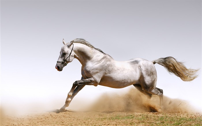 Horse Photography - Wallpaper Album 03 Views:39234 Date:2011/8/17 6:22:58