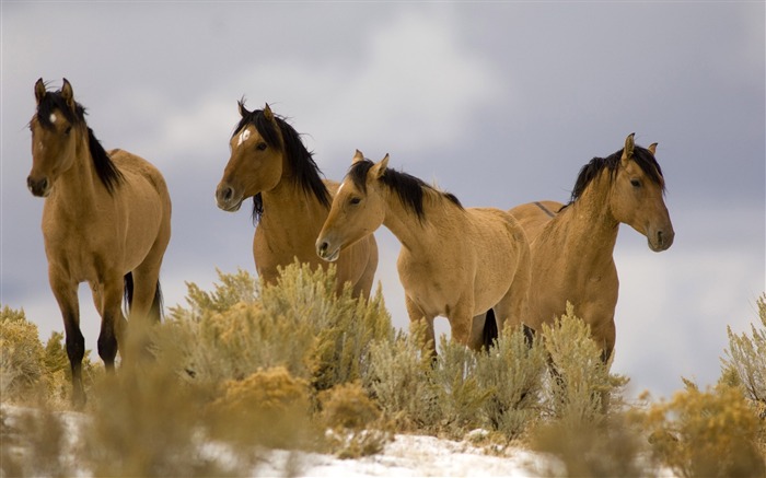 Horse Photography - Wallpaper Album 04 Views:14044 Date:2011/8/17 6:23:42