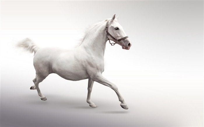 Horse Photography - Wallpaper Album 05 Views:19006 Date:2011/8/17 6:24:29