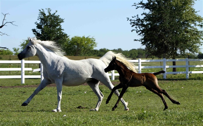 Horse Photography - Wallpaper Album 06 Views:11675 Date:2011/8/17 6:25:13