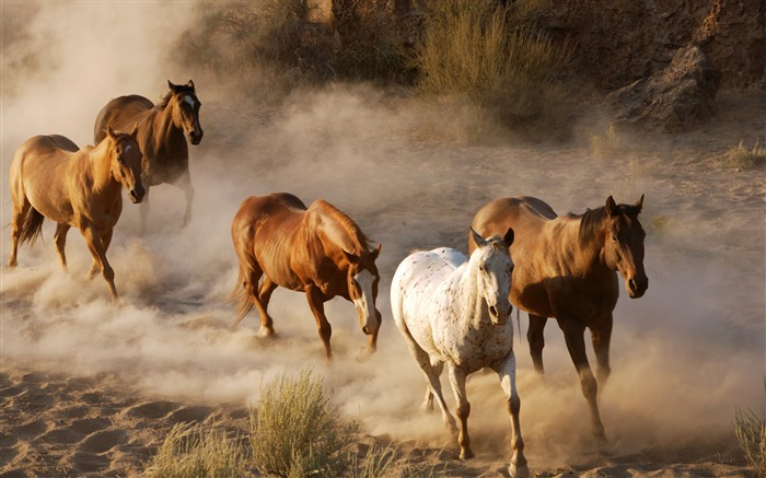 Horse Photography - Wallpaper Album 07 Views:13099 Date:2011/8/17 6:25:56