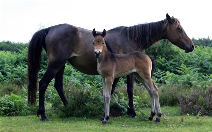 Horse Photography - Wallpaper Album 08 Views:11334 Date:2011/8/17 6:26:42