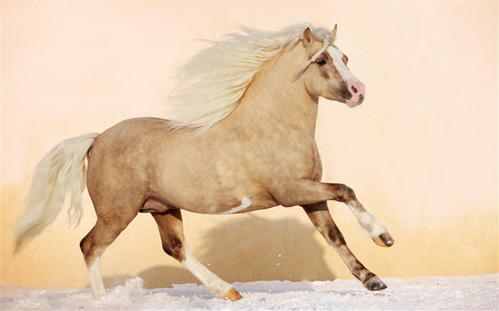 Horse Photography - Wallpaper Album 10 Views:11529 Date:2011/8/17 6:28:08