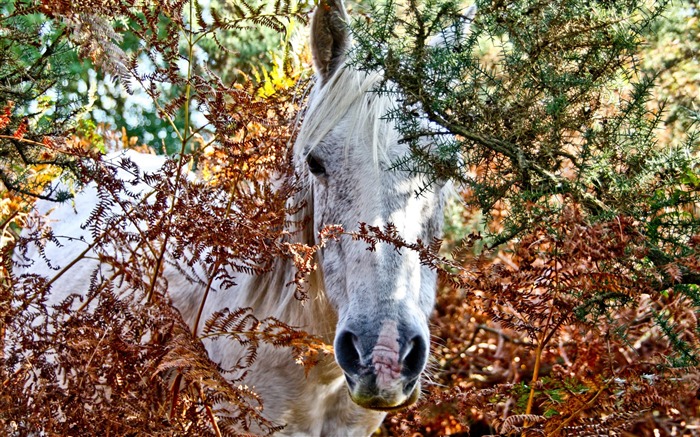 Horse Photography - Wallpaper Album 12 Views:11940 Date:2011/8/17 6:30:06