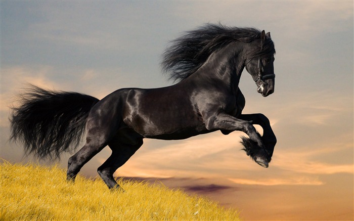 Horse Photography - Wallpaper Album 13 Views:21633 Date:2011/8/17 6:30:55