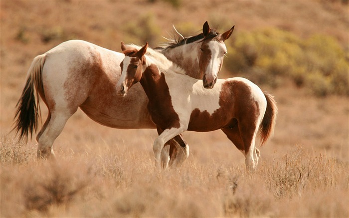 Horse Photography - Wallpaper Album 14 Views:14093 Date:2011/8/17 6:31:29