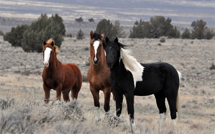 Horse Photography - Wallpaper Album 15 Views:13334 Date:2011/8/17 6:32:23