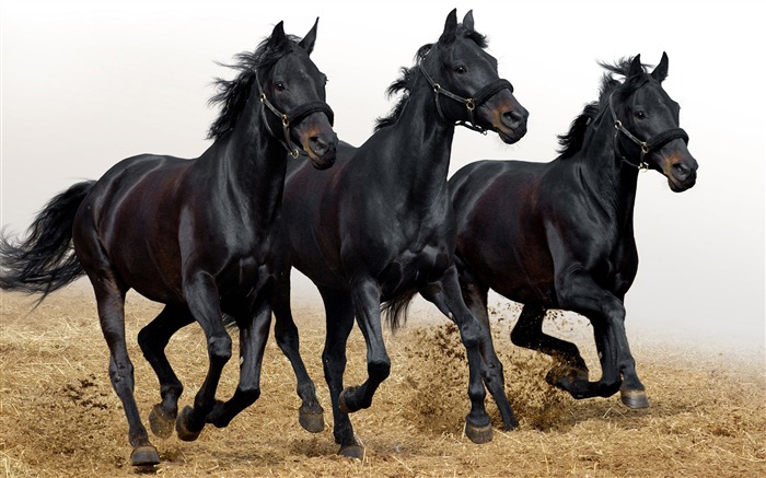 Horse Photography - Wallpaper Album 18 Views:16380 Date:2011/8/17 6:36:07