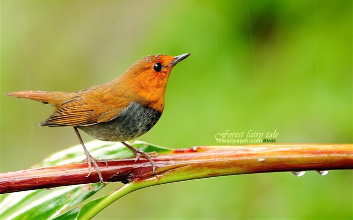 Canções japonesas Robin-the branches birds wallpaper Visualizações:29796