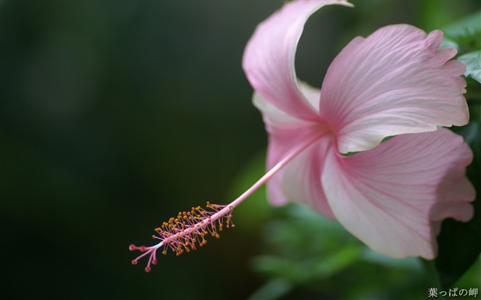 令人垂涎的鮮花 - 數碼相機鮮花攝影壁紙 查看次數:8234