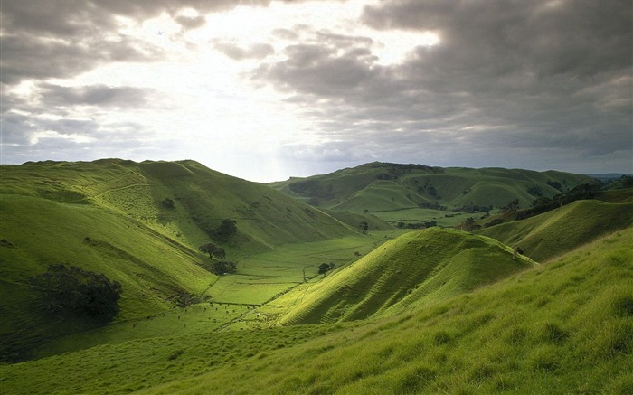 New Zealand-rolling hills wallpaper Views:31742 Date:2011/8/5 9:12:38