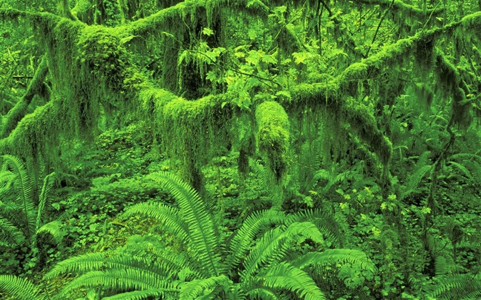 Olympic National Park-Huo rainforest wallpaper Views:24456 Date:2011/8/5 10:06:37