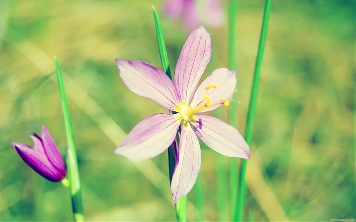 보라색 꽃 벽지 찾아보기 :14142