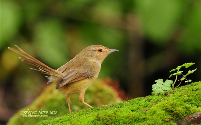 春の鳥 - 茶色の壁紙頭レンムシクイ平原Prinia ブラウズ:18328