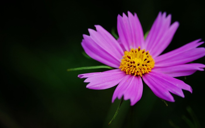 Été brillant Macro Photographie-chrysanthème 01 Vues:11106