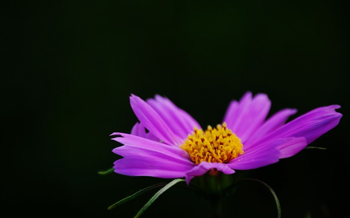 Été brillant Macro Photographie-chrysanthème 02 Vues:11596