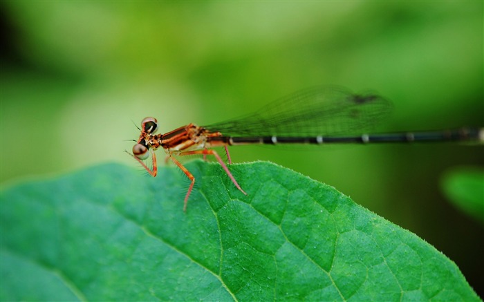 Été brillant Macro Photographie-libellule 01 Vues:11555